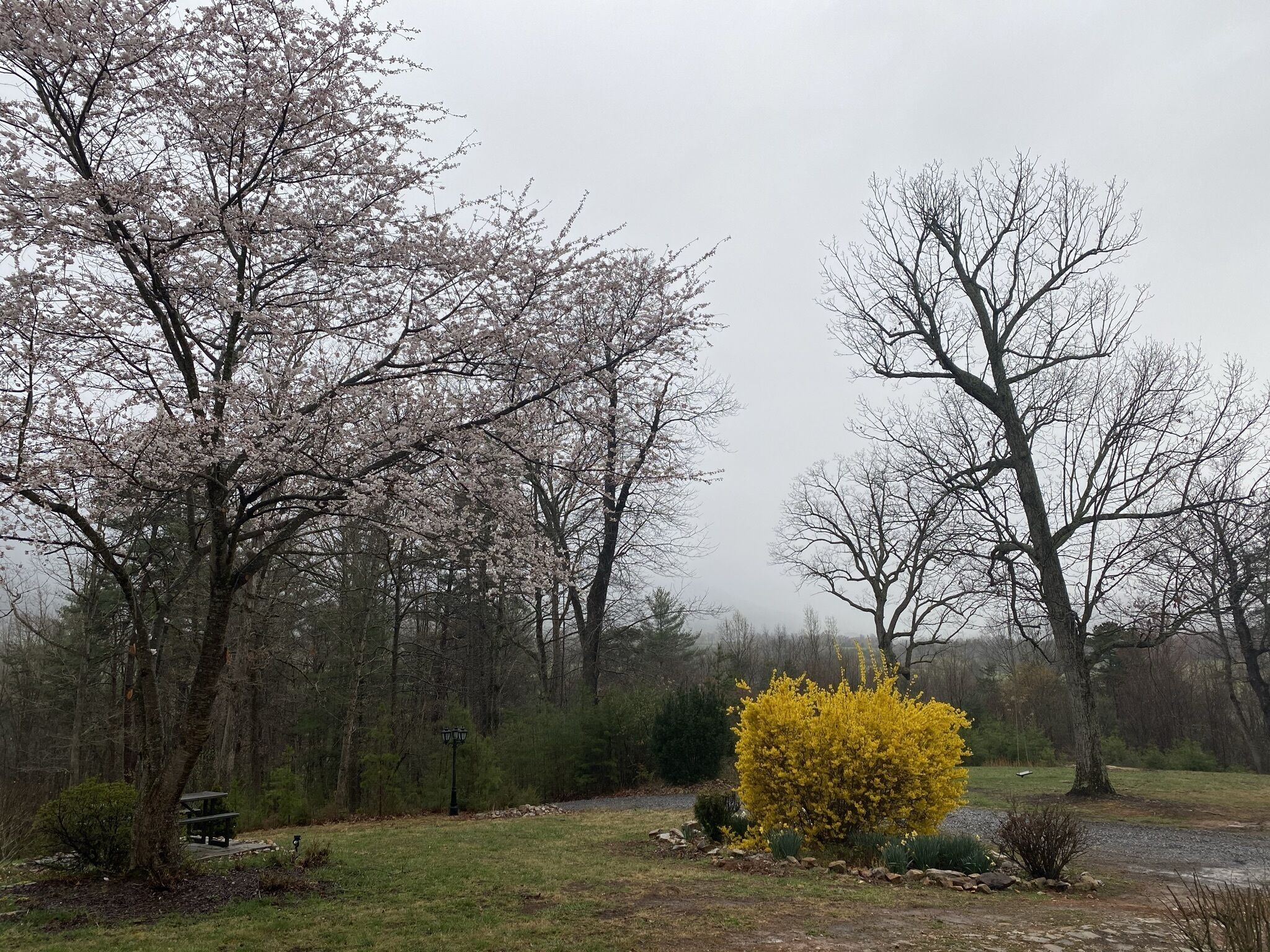 A park with cherry blossom trees, a yellow flowering bush, and a picnic table.
