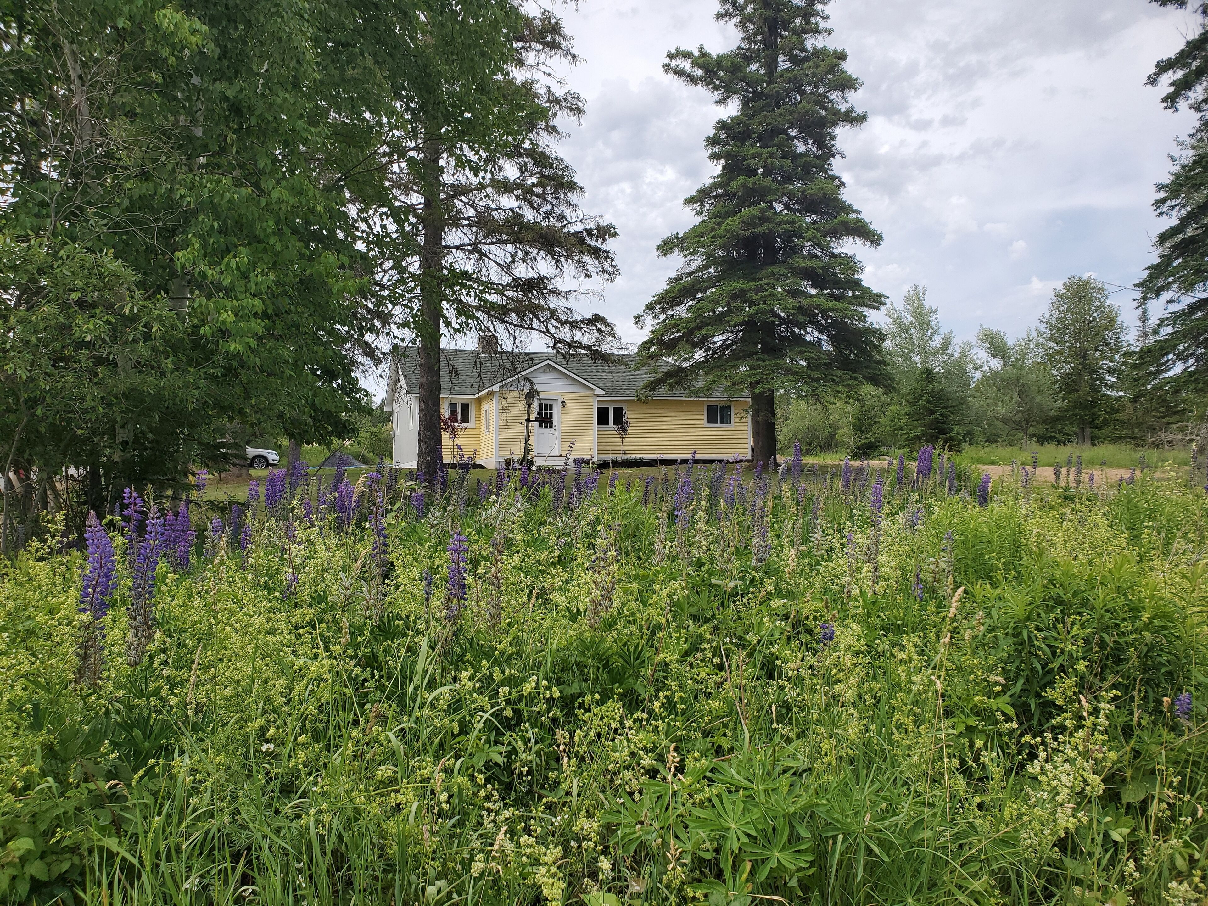 Renovated Cottage close to village & Saddleback