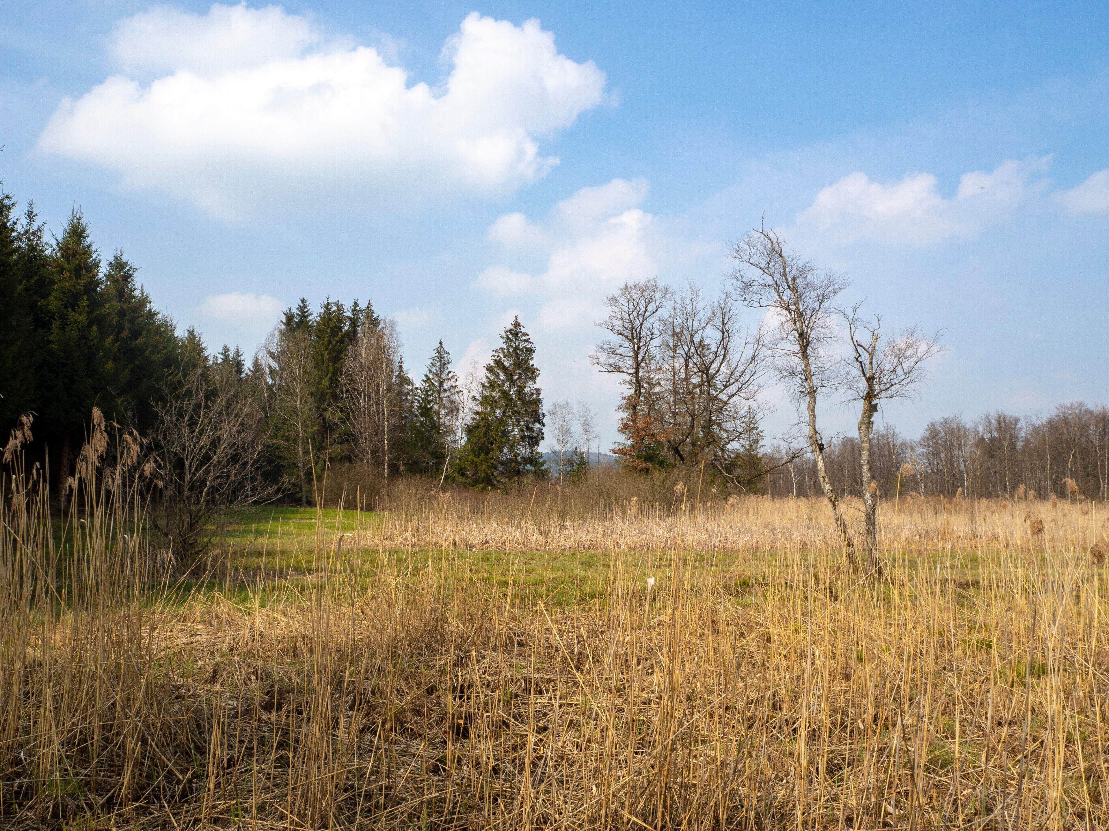 Un paysage naturel avec des arbres, de l’herbe et un ciel dégagé.