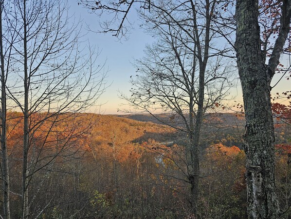A forested landscape with trees and a distant view of a mountain range.