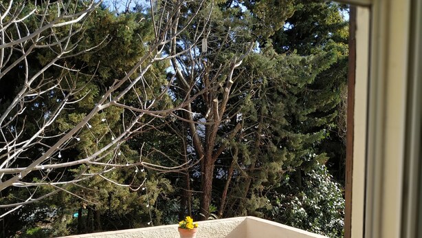 A balcony with a table and chairs, a potted plant, and a view of trees. - En Ville Avec un air de Campagne (Arles)
