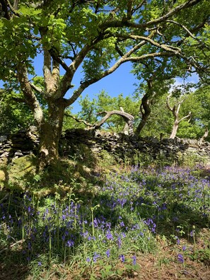 A stone wall with a tree and wildflowers. - Cottage Dinorwig, get Away From it all (Caernarfon)