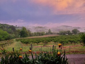 A vineyard with rows of grapevines and a misty background. - Mountain view cabin, fully remodeled, huge screen in porch with panoramic view. (Franklin)
