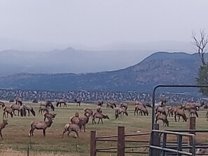 Eine weitläufige offene Feldfläche mit Zaun, vermutlich eine Ranch oder ein Bauernhof, mit einer Bergkulisse im Hintergrund.