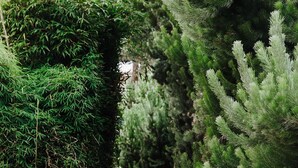 Un camí de jardí amb superfície de grava i pedres per pisar.