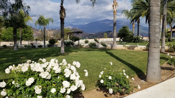 A landscaped garden with white flowers, palm trees, and a view of distant mountains. - Country Home at the Crossroads (Springville)