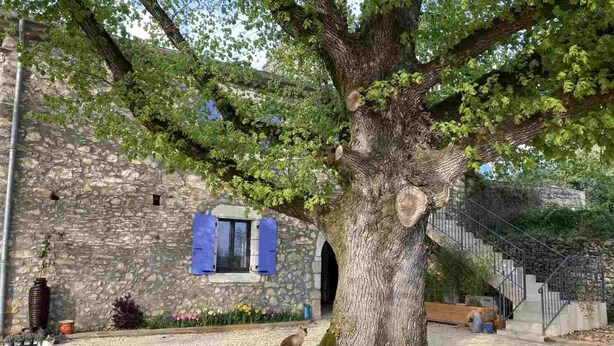 A stone building with a large tree in front, a window with blue shutters, and a staircase leading up.