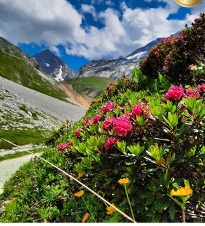 Paisaje montañoso con cielo despejado, una carretera y flores rosadas en primer plano.