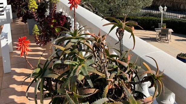 Une terrasse avec vue sur la mer, agrémentée de plantes en pot et de mobilier d’extérieur.