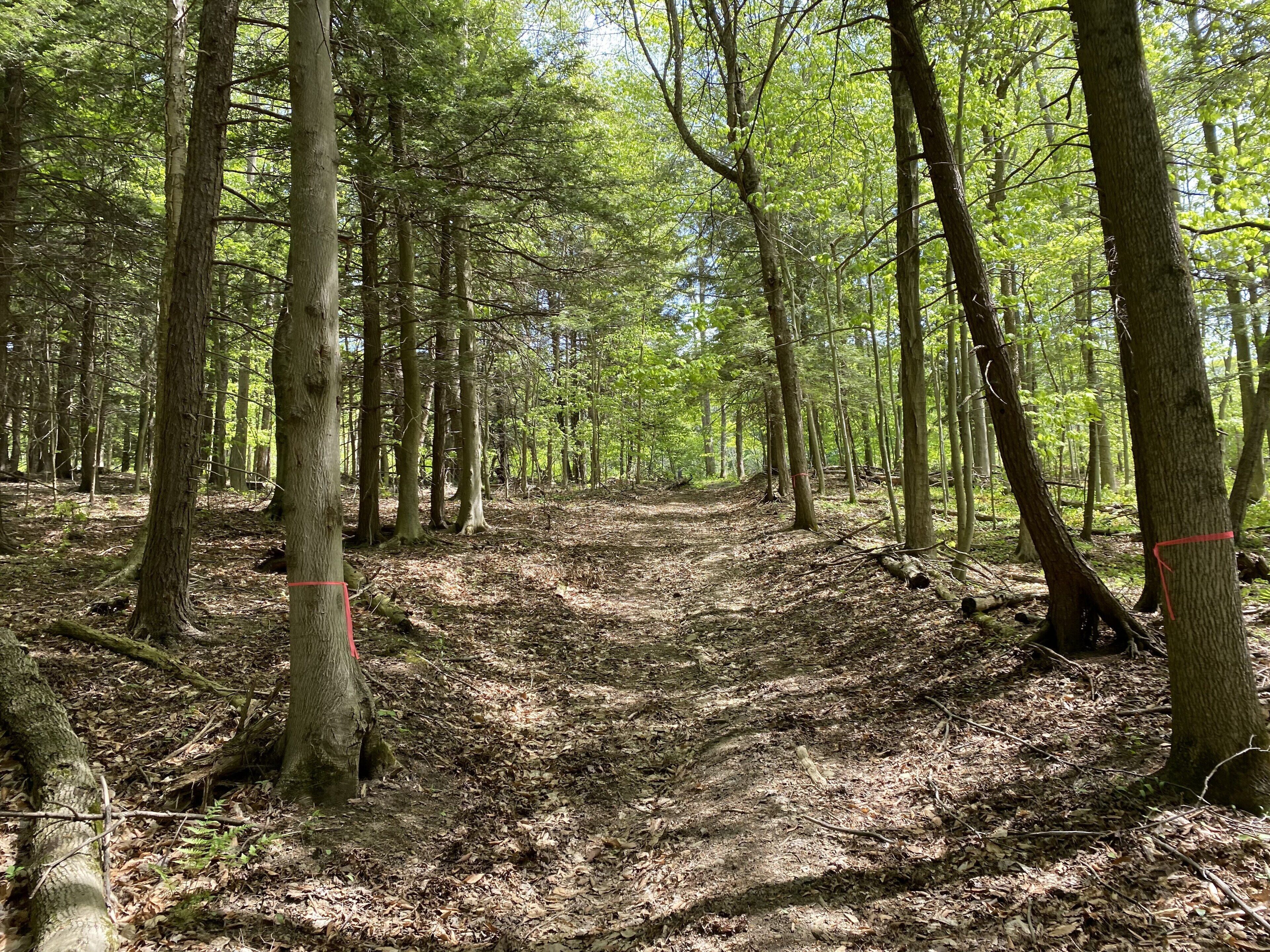 Ein bewaldetes Gebiet mit einem Feldweg.