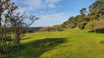 A grassy field with trees and a clear sky.