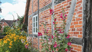 A traditional brick building with a window and a climbing flower plant. - 3 bedroom beautiful home in Thandorf (Thandorf)