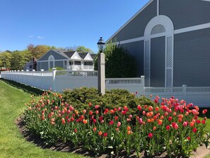 En bostadsbyggnad med en grå fasad, ett vitt staket och en trädgård med rosa och orange tulpaner.