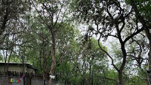 An outdoor seating area with picnic tables and chairs, surrounded by trees and a fenced area. - Hummingbird Cabin, located down Riverroad close to local shops and restaurants! (Concan)