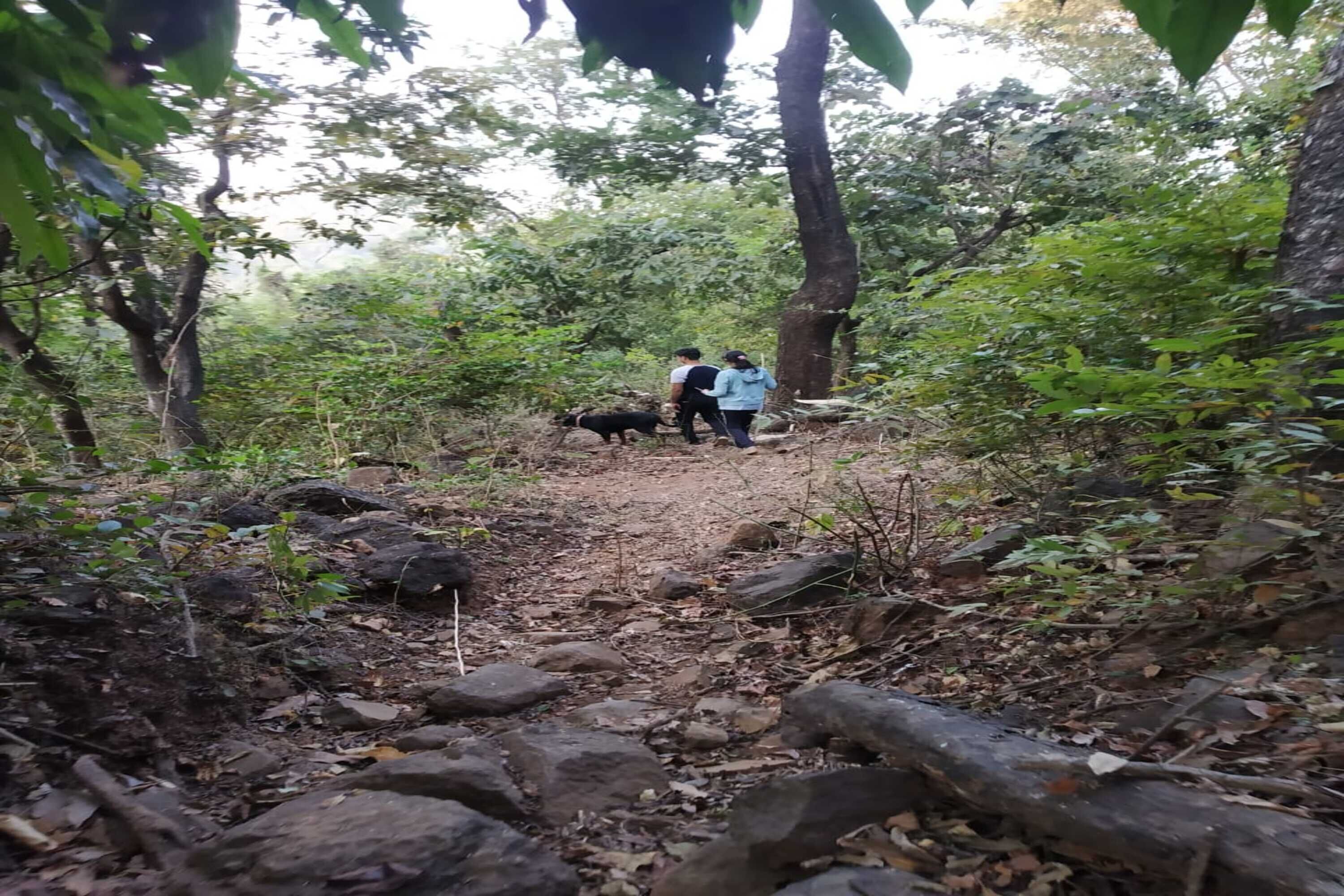 A forested path with large rocks and dense foliage.