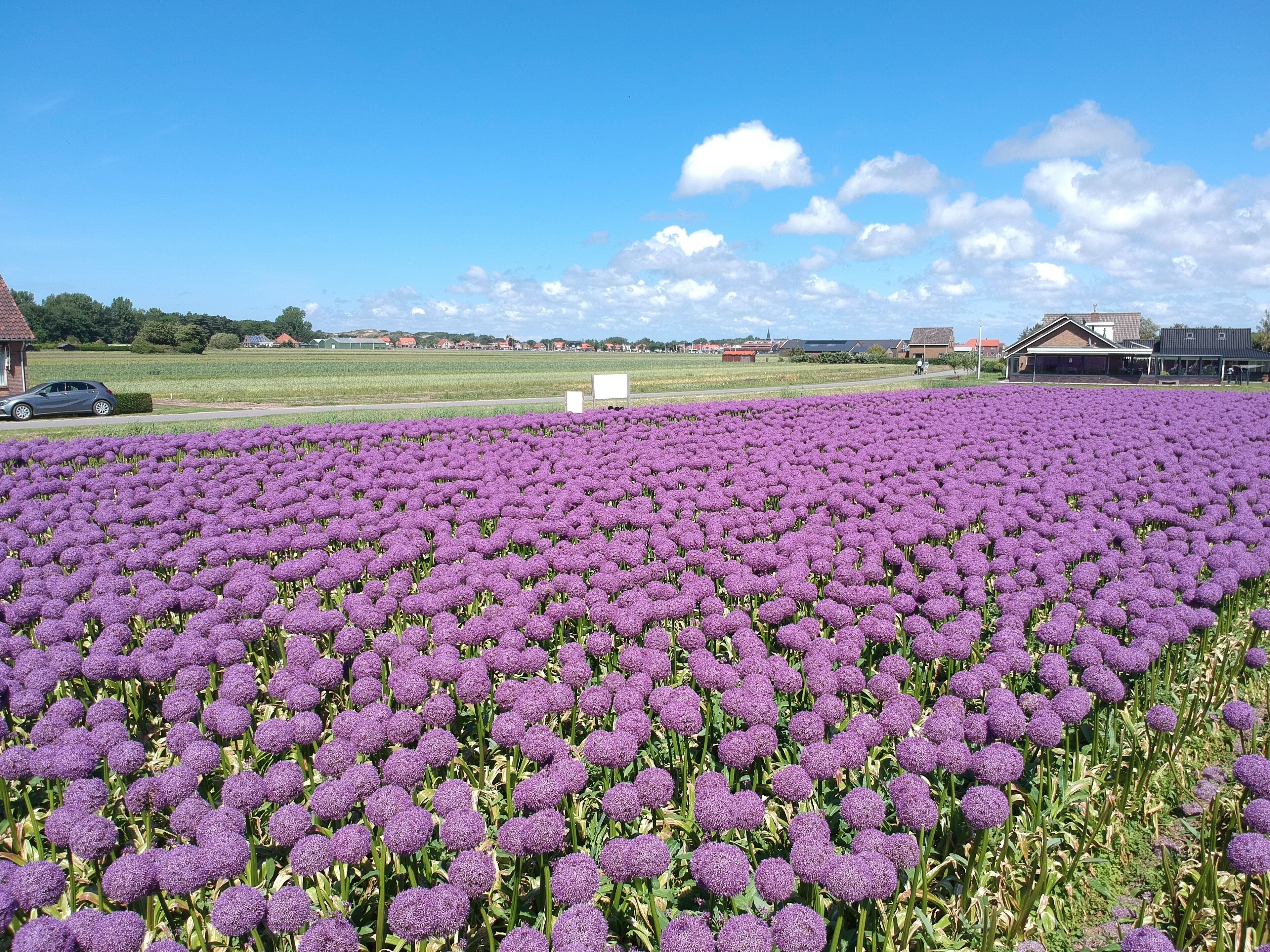 A field of purple flowers under a clear sky.