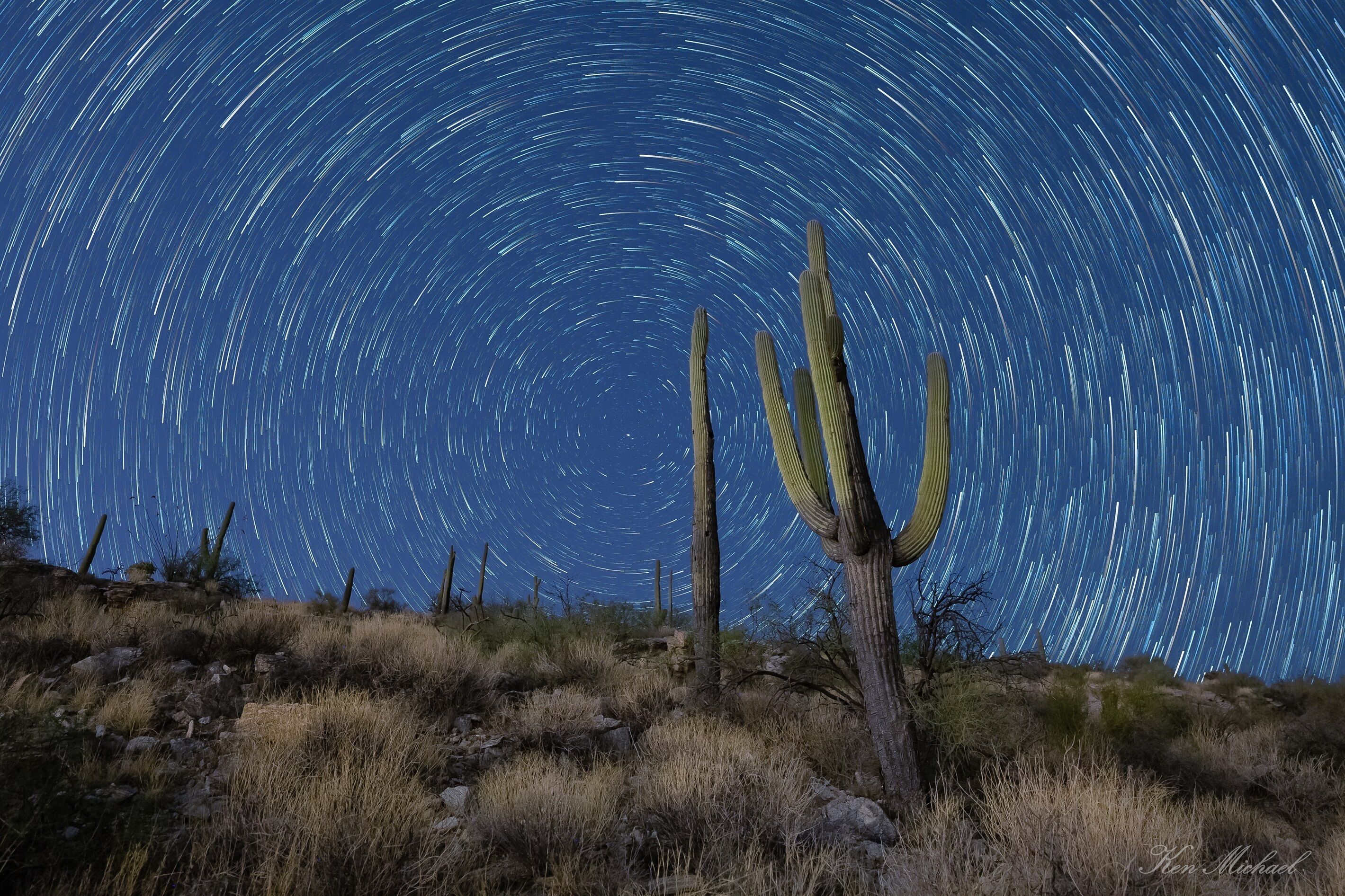 Cielo estrellado con un cactus al frente.