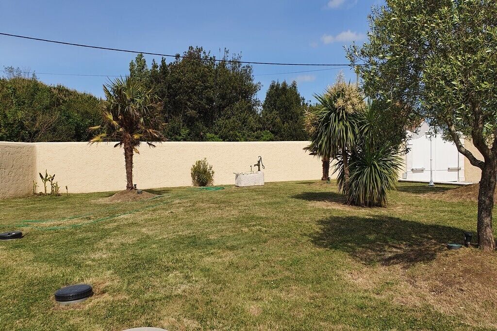 A backyard with a lawn, palm trees, and a white shed.