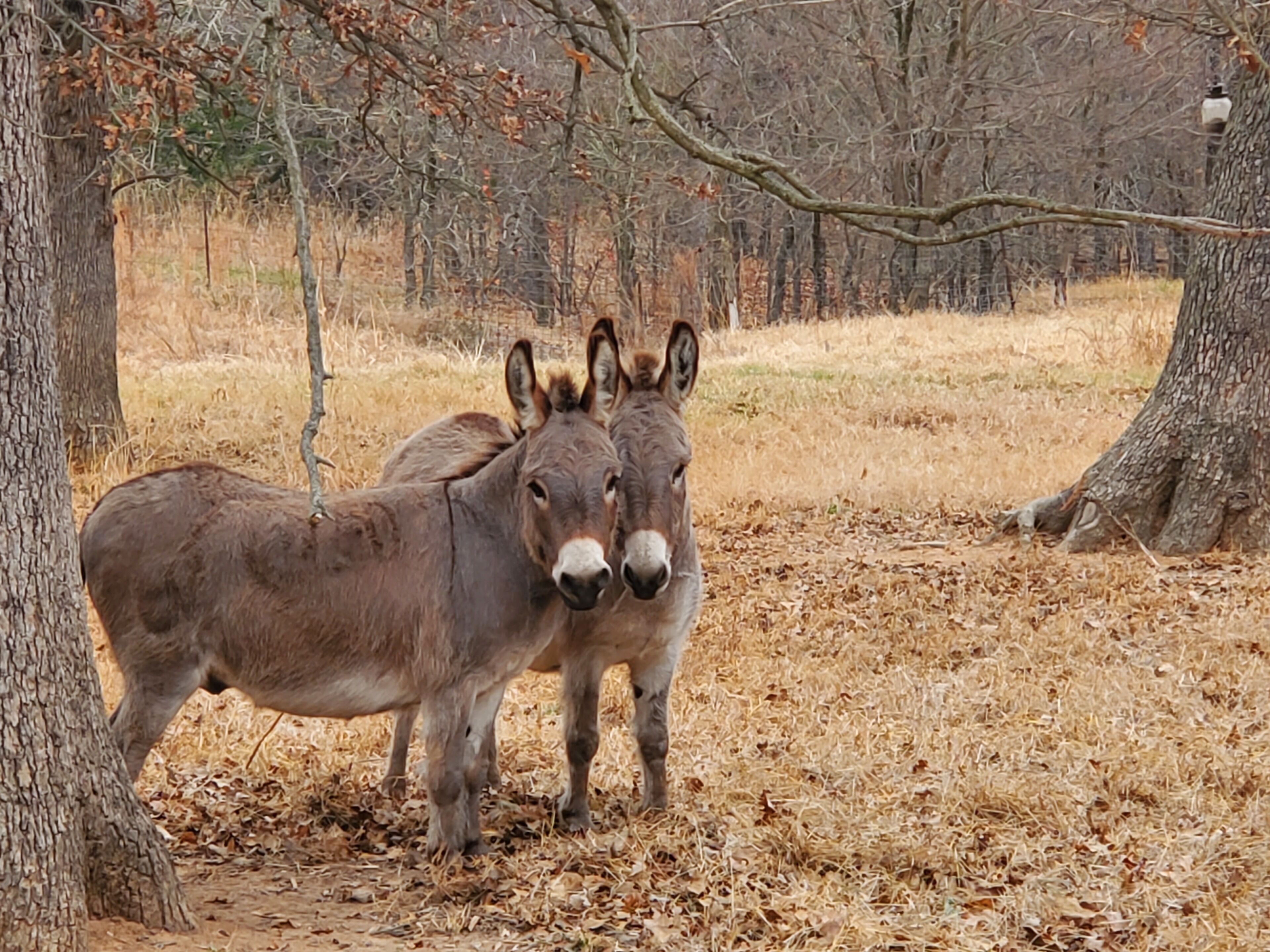 Two donkeys standing in a dry, wooded area with trees and leaf-covered ground.
