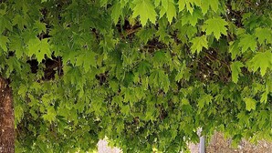 Två vita fåtöljer med gröna kuddar placerade under ett träd.