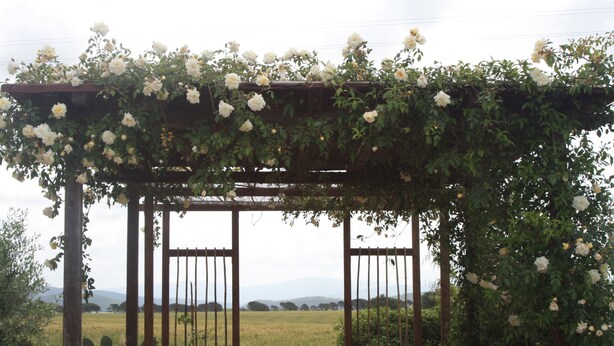 Een houten pergola met witte rozen, uitzicht op een veld, en een rustieke stoel.