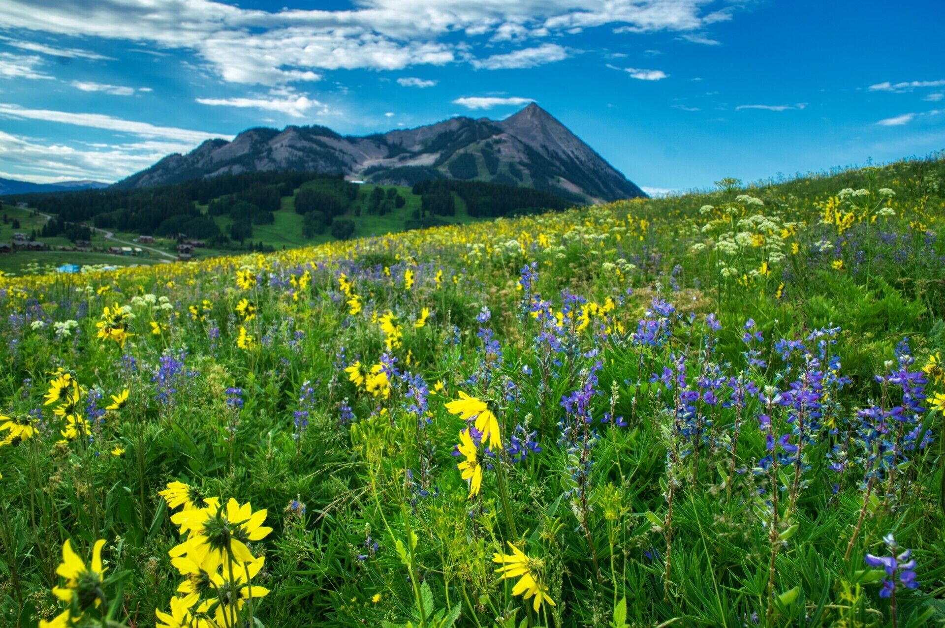 A mountain landscape with a field of wildflowers in the foreground and a mountain in the background.