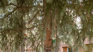 A hammock set up between trees in a campsite with a wooden bench and a picnic table nearby. - PRIME Location~Walk to Ski Shuttle ~ Fully Fenced ~ EV Charger ~ Mini Sled Hill (Big Bear Lake)