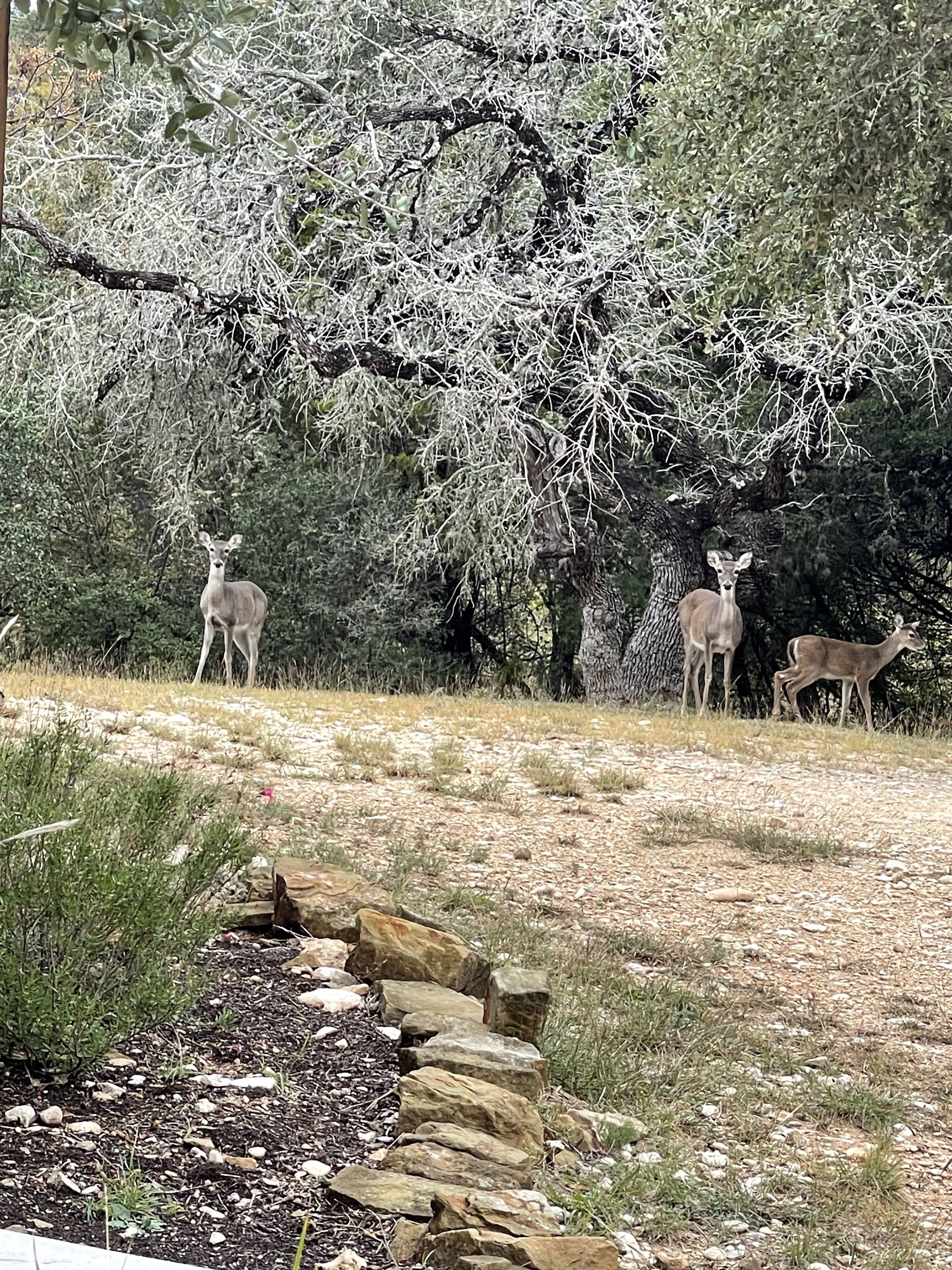 A natural outdoor area with a stone pathway, trees, and three deer.
