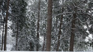 A snow-covered deck with a fire pit in the foreground and a wooden railing. - Treasure in the Trees (Twain Harte)
