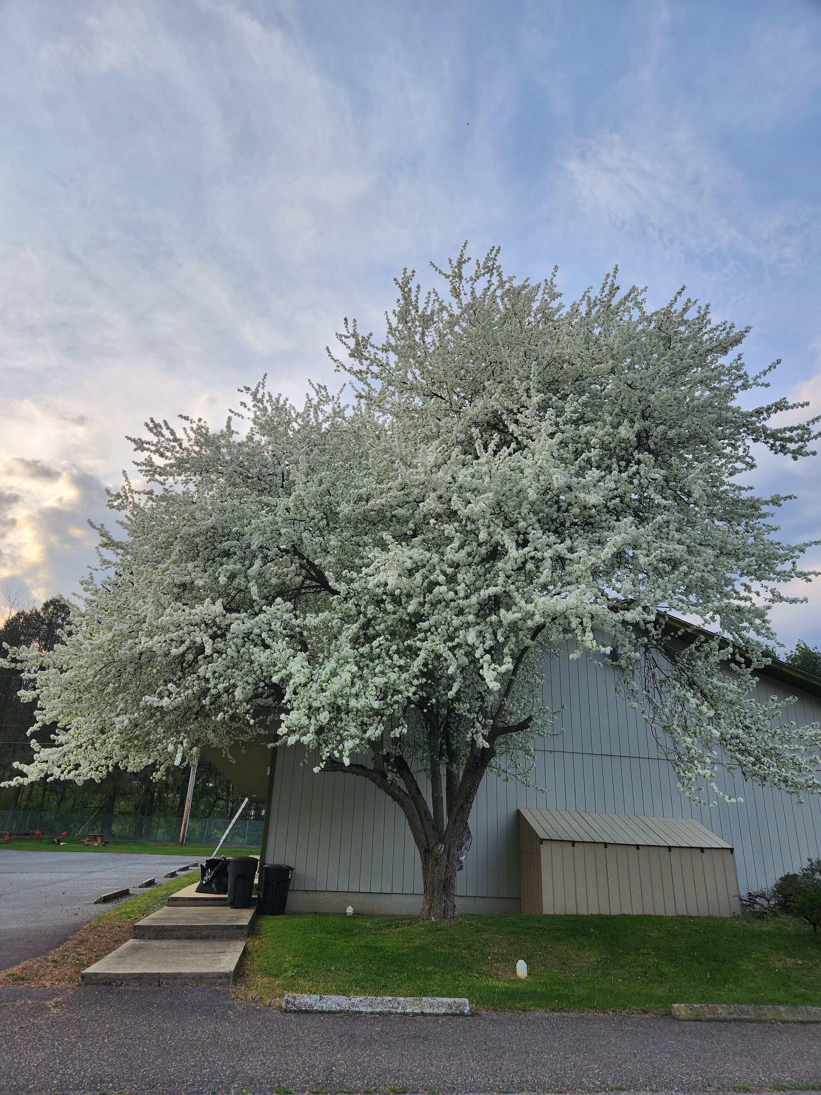 A tree with white blossoms in front of a building.
