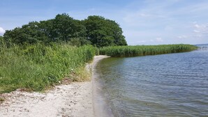 Una spiaggia sabbiosa con erba alta e una fitta foresta sullo sfondo.