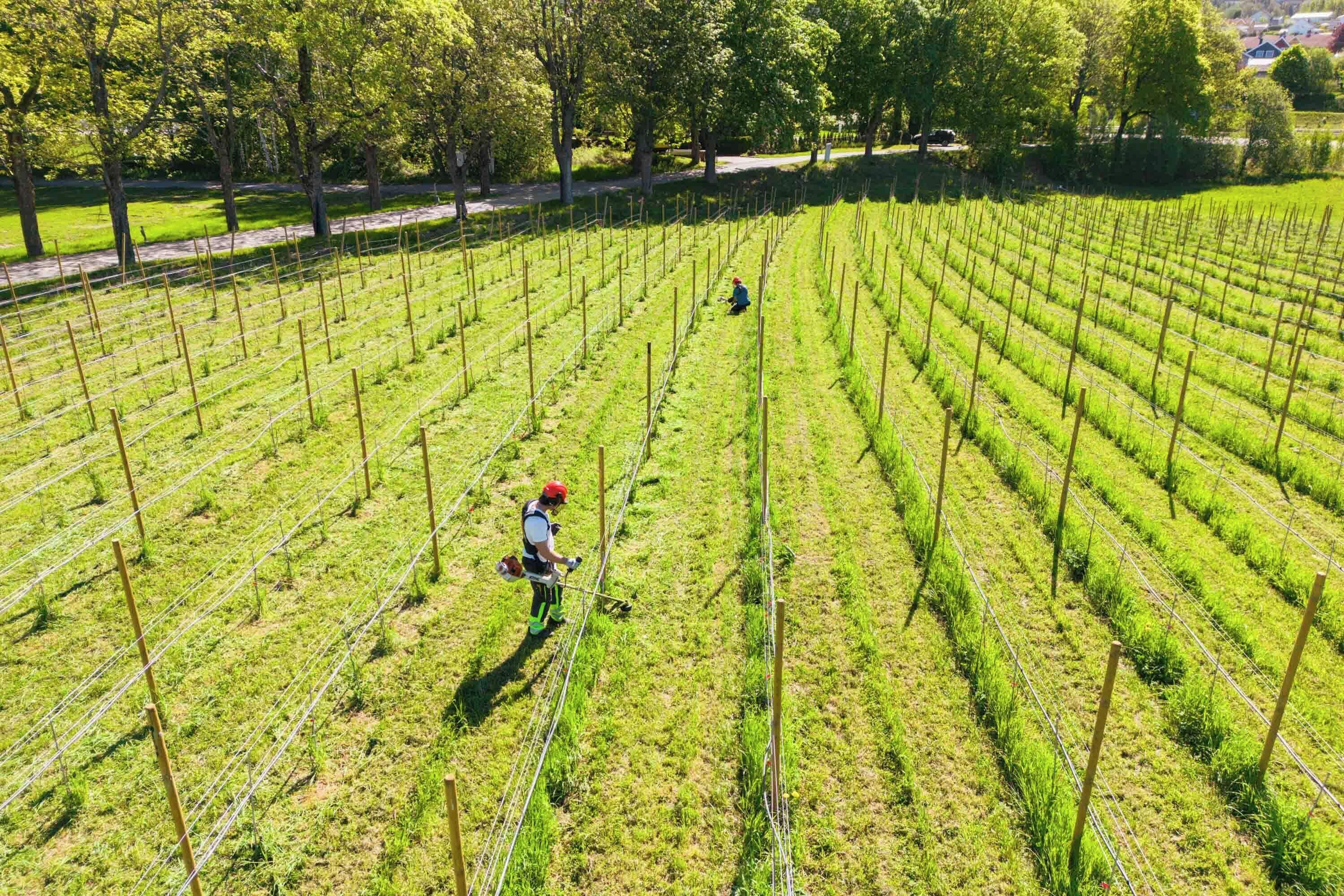 A vineyard with rows of grapevines and a person tending to the plants.