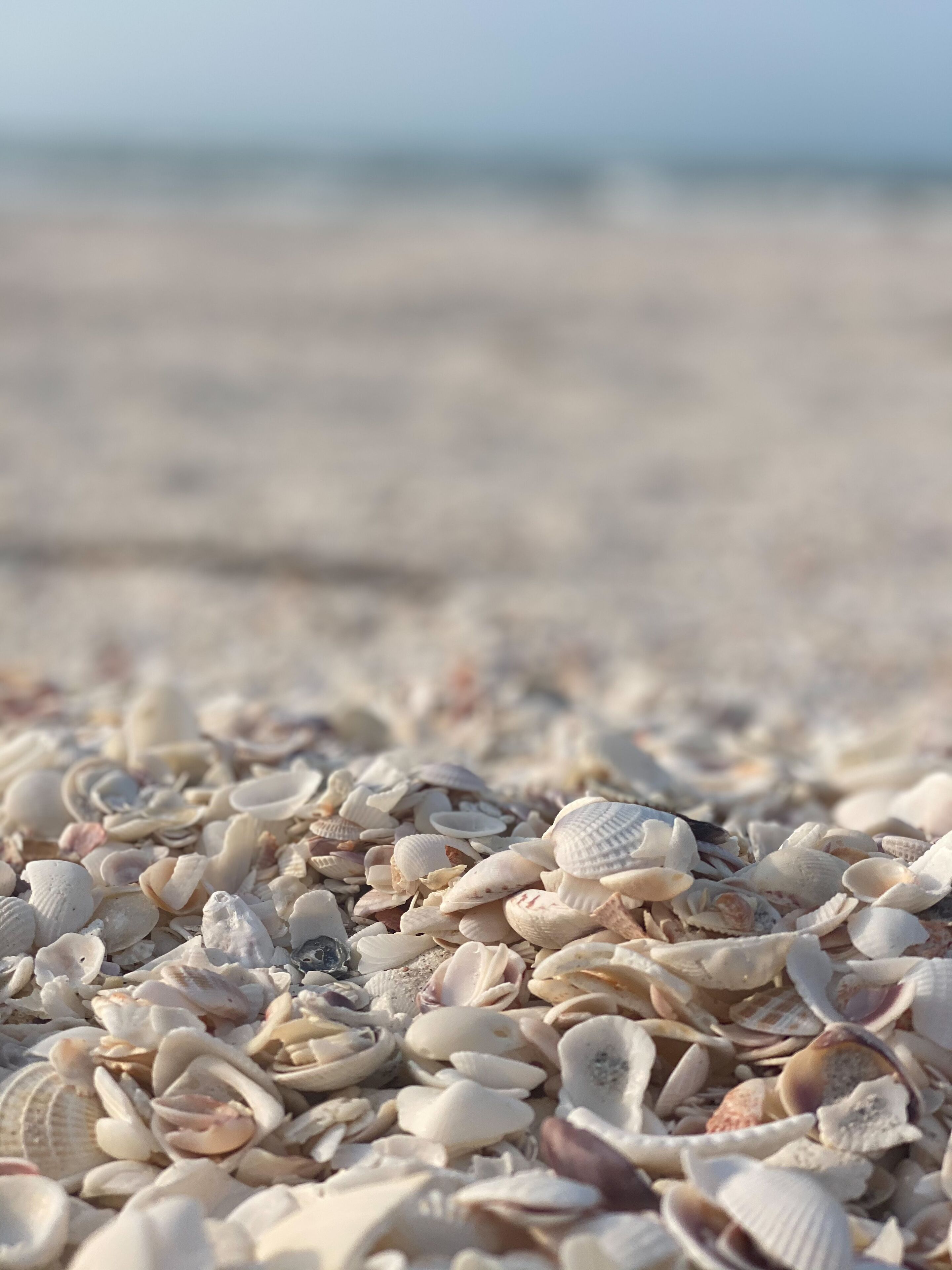 Een close-up van verschillende zeeschelpen op het strand.