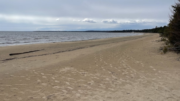 A sandy beach with footprints and a fallen tree trunk.