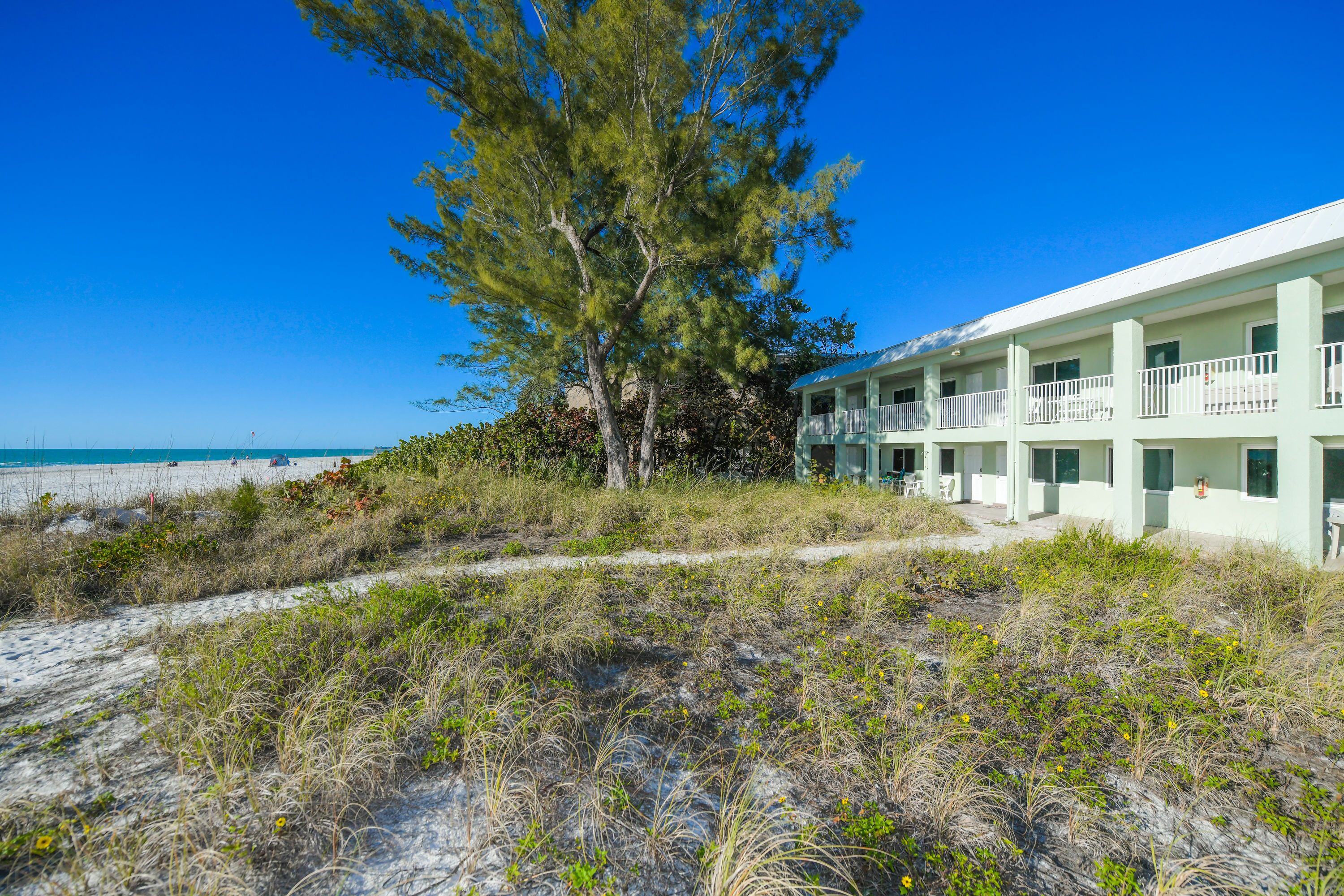 A beachfront hotel with a large tree in the foreground, a sandy path leading to the beach, and a clear view of the ocean.