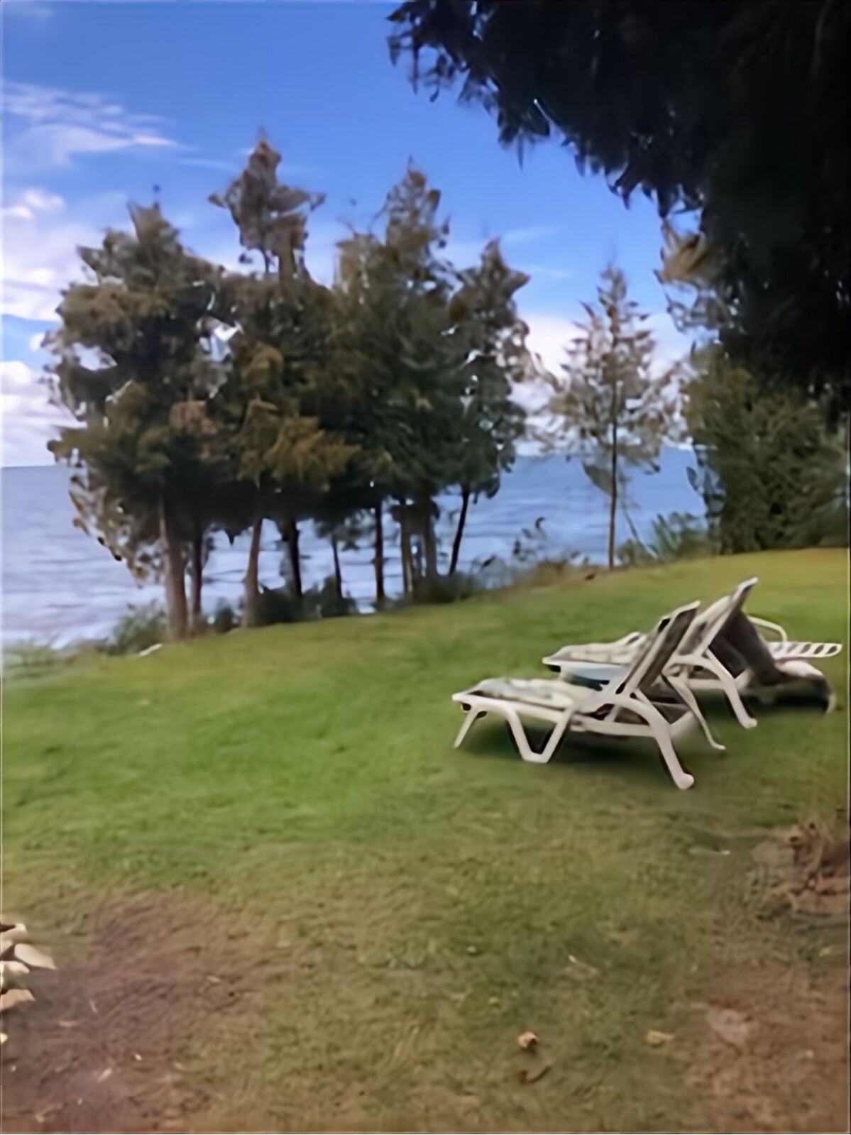 A grassy area with a row of white lounge chairs facing a body of water and trees.