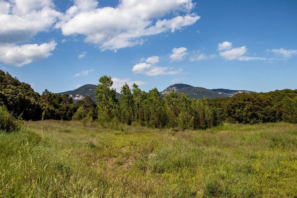 Paisaje natural con un campo cubierto de hierba, árboles y montañas al fondo.