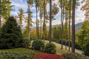 A forested area with a road, trees, and a distant view of hills.