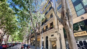 Una strada fiancheggiata da auto parcheggiate e alberi, con un edificio che mostra un cartello con scritto 'Papagayo' e un altro con '04 Outlet Parliament'.