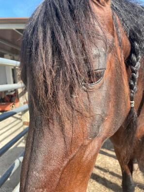 Een close-up van het hoofd van een paard, met een ingevlochten manen, een zichtbaar oog en een stukje oor.