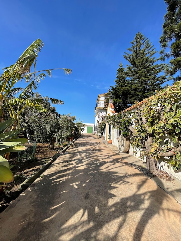 A narrow street lined with trees and buildings, leading to a green gate.