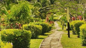 Un sentier qui traverse un jardin luxuriant, où l’on trouve une grande variété de plantes et d’arbres.