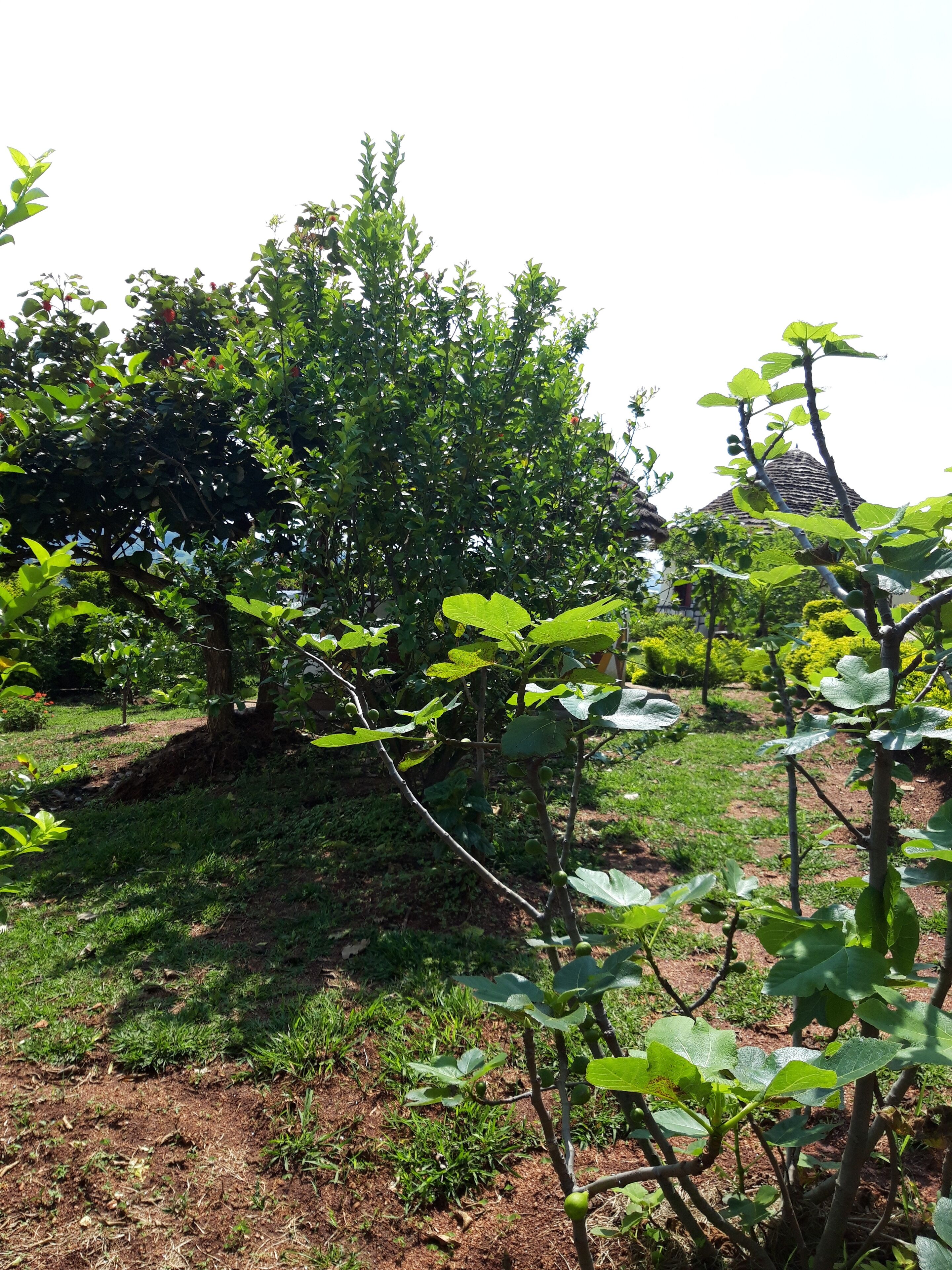 Jardines del alojamiento