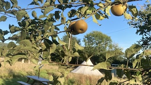 A picnic table and a tent in a grassy area with trees and fruit hanging from a tree.