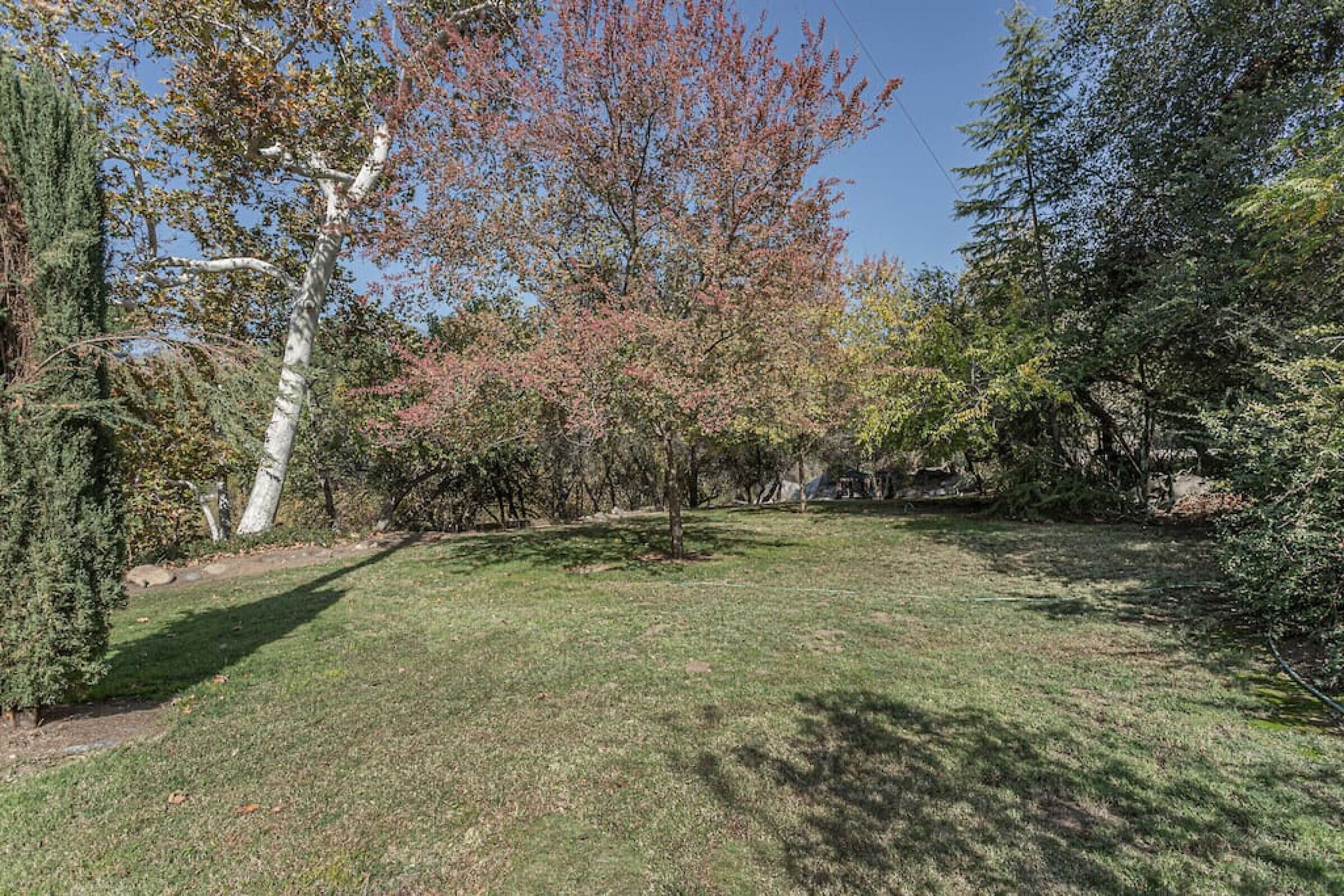 A grassy yard with trees and a clear sky.