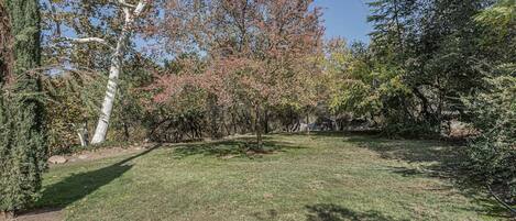 A grassy yard with trees and a clear sky.