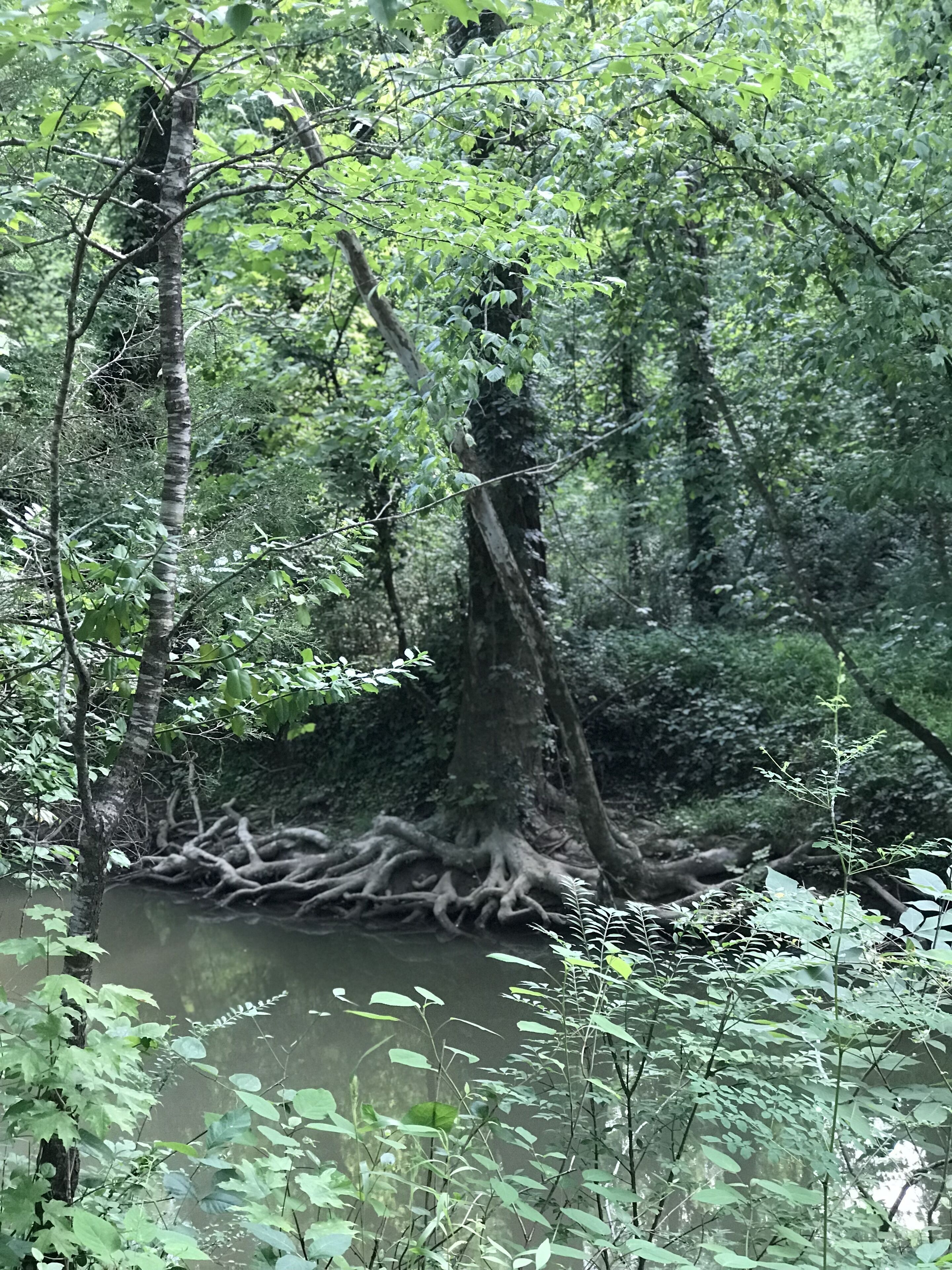 Un bosc dens amb un tronc gran i arrels extensives en un cos d'aigua.