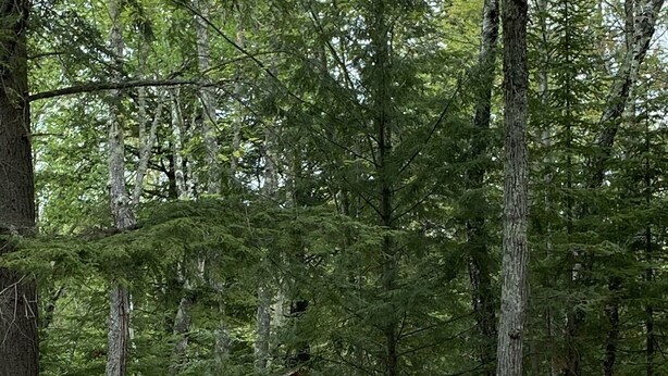 A rustic cabin surrounded by dense forest. - Rustic Cabin (Bayfield)