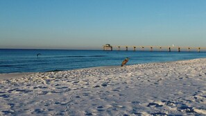Ein Strand mit einem Steg, der ins Wasser führt, ein Vogel im Sand und Fußspuren, die ins Wasser führen.
