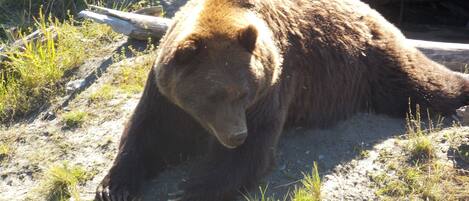 Un oso recostado en el suelo en un entorno natural con rocas y vegetación escasa.